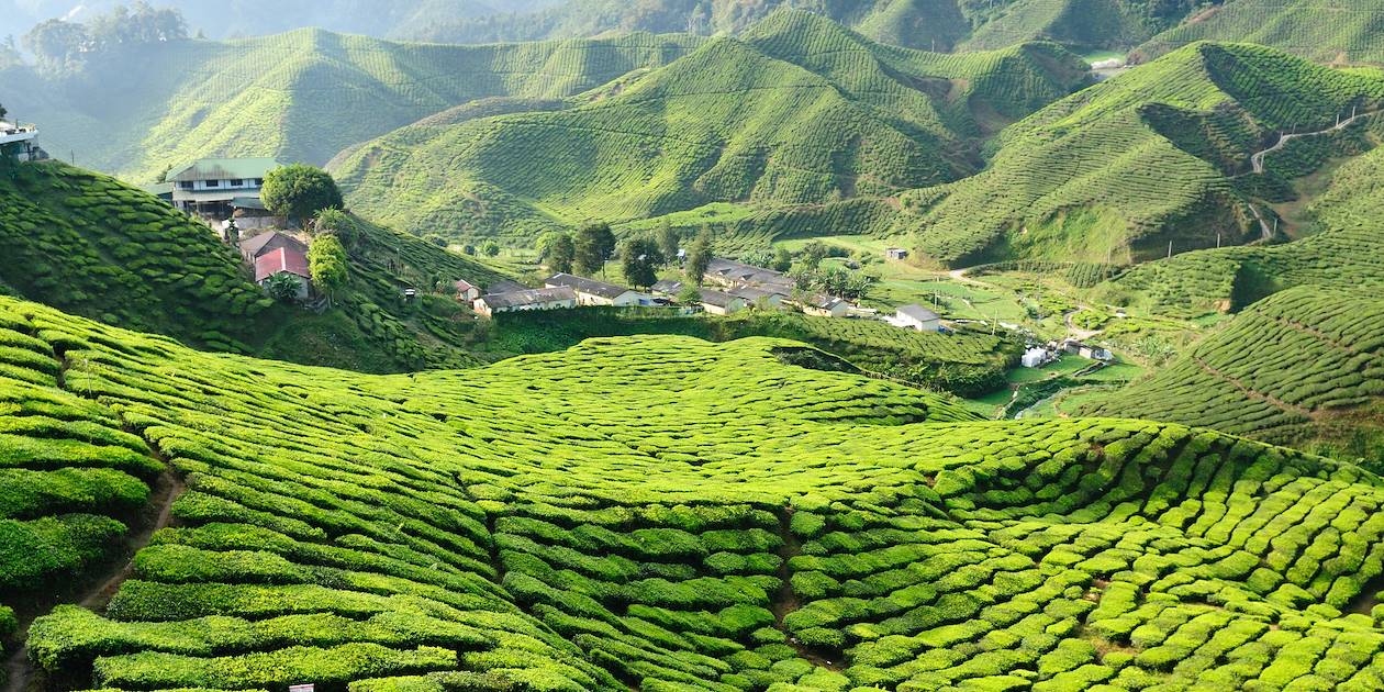 Cameron Highlands